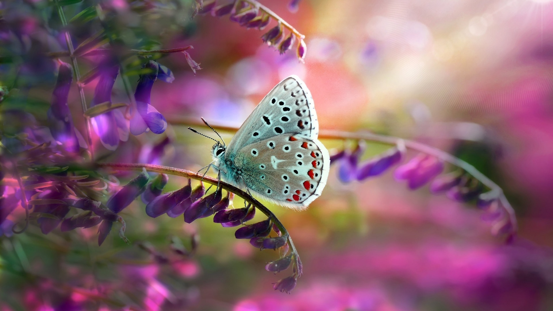 c6372cb4e8e2a89c15f1ddc095c01941_6d4079f38f5a682b3995266a161c9a94.jpg.source.jpg